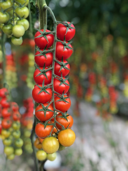ISI Sementi lanza los cherrys de sabor  ISI 82205 F1 redondo y pera Action F1
