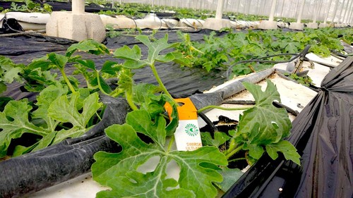 El control biológico en melón y sandía evita la transferencia de plagas al cultivo de la campaña próxima