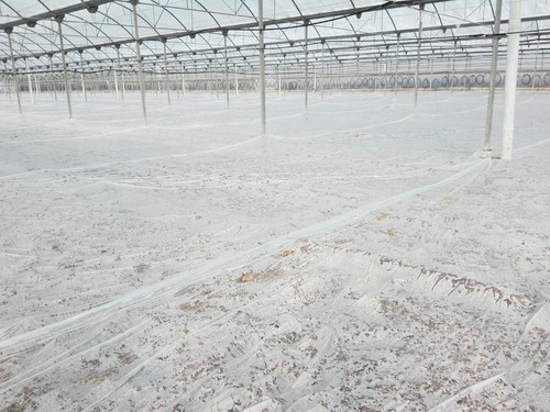 Desinfección de suelos agrícolas con Politiv