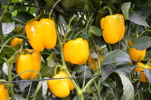 Las variedades de pimiento de HM.CLAUSE marcan la diferencia, ofreciendo producción y calidad durante todo el ciclo de cultivo