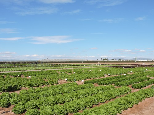 La Comunidad gestiona el  pago de 71 millones a las organizaciones de productores de frutas y hortalizas que revertirá en 12.000 agricultores