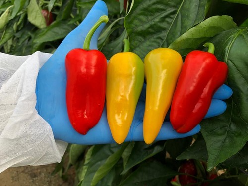 Rijk Zwaan amplía su oferta con pimientos minis y nuevos colores en Sweet Palermo