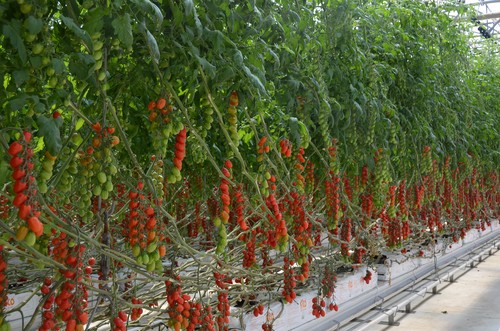 Agricultura recuerda que la corrección de errores se hace al Gobierno de España por no incluir en la rebaja fiscal a todos los sectores afectados