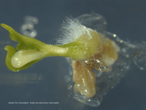 Seeds4i facilita a las casas de semillas obtener sus híbridos hortícolas en tiempo récord