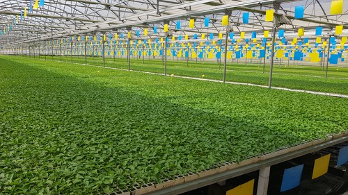El semillero de Campoejido se reorganiza ante el COVID-19 y mantiene garantía de entrega