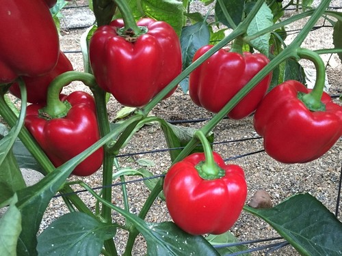 El California rojo de Top Seeds Galiano supera todas las expectativas este año