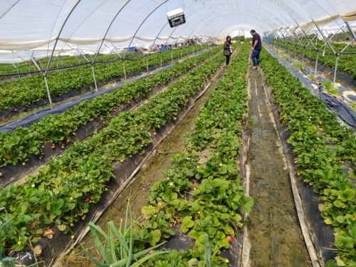 El proyecto de innovación FruitCare avanza en sus ensayos y estrategias precosecha en uva de mesa, fruta de hueso y frutos rojos