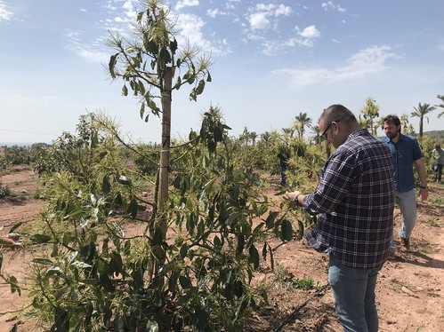 Mayor cuajado en aguacate en la Costa Tropical y Levante con el programa de Ecoculture Biosciences