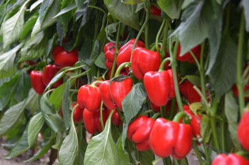 Abraham F1, el California rojo de HM.CLAUSE de gran calidad y uniformidad, que sorprende por su alta producción final