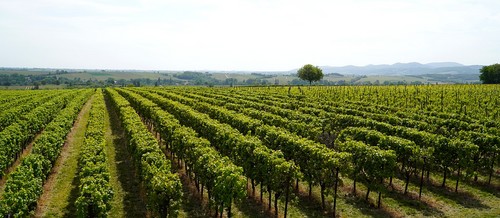 La Región concede cerca de 9 millones de euros en ayudas para el mantenimiento de la agricultura ecológica