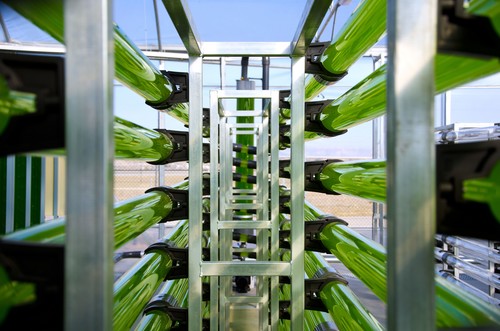 AlgaEnergy entra en la Junta Directiva de AseBio