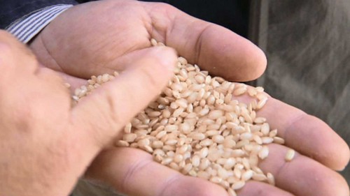 La Comunidad colabora con la Denominación de Origen Protegido Arroz de Calasparra para erradicar plagas en los cultivos