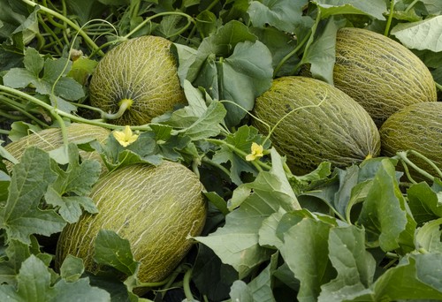 Graciano de Syngenta está demostrando ser la alternativa perfecta en melón piel de sapo para trasplantes tempranos de Almería