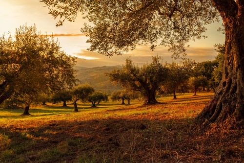 COAG pide un reforzamiento de la Política Agraria Común (PAC) en el nuevo presupuesto UE para garantizar la seguridad alimentaria de Europa