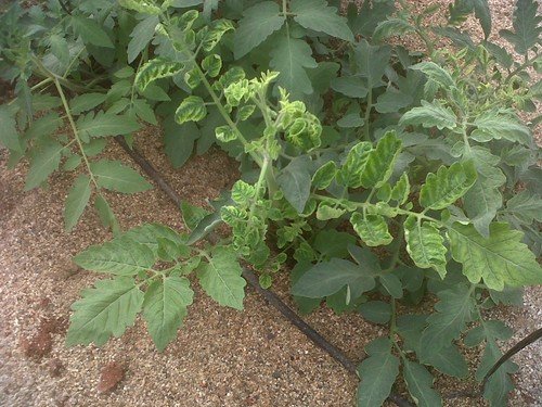 ASAJA recuerda que desde el 1 de junio se pueden asegurar las plantaciones de la próxima cosecha de hortalizas