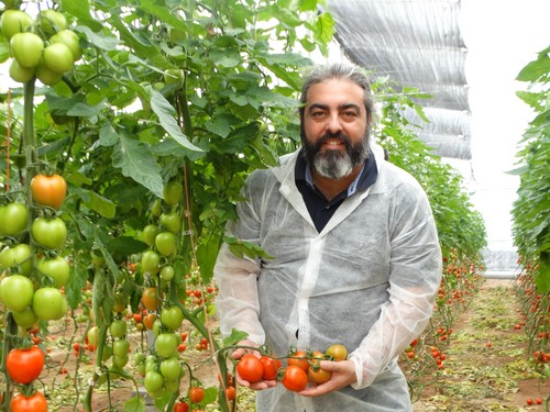 “Vamos a introducir en el mercado tres nuevas variedades de tomate y un portainjerto”