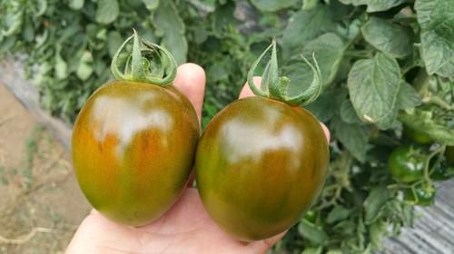 Cordobesa, el tomate pera negro  de Top Seeds Ibérica