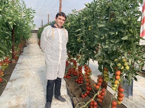 El tomate rama Romancero F1 de Ramiro Arnedo sigue la senda de Macizo F1 y va camino de convertirse en la referencia en su tipología