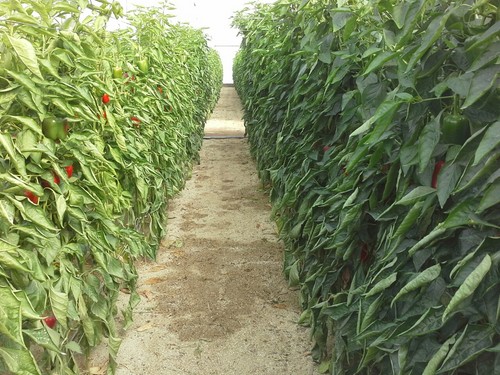 Fertinagro Biotech apuesta en Almería por una aplicación práctica de la biología de suelos: análisis de metagenómica