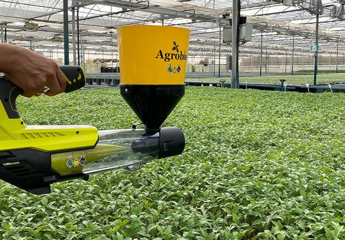 La Tuta absoluta se mantiene a raya con el aumento de superficie de control biológico en tomate