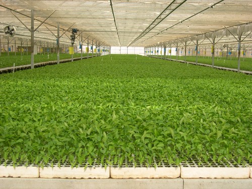 Cajamar destina más de 350 millones de euros de financiación preconcedida para la agricultura intensiva