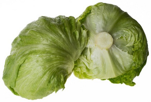 Vilmorin presenta un completo catálogo de lechuga con variedades para cubrir todo el ciclo con la mejor calidad