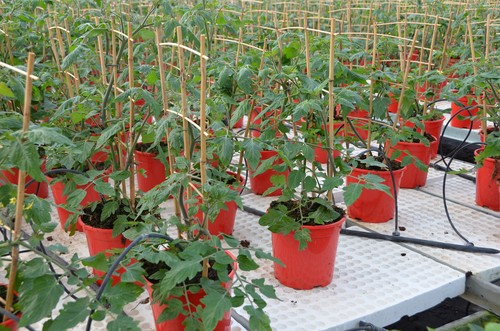 Planas anuncia un paquete de medidas adicionales de apoyo al sector agrario valorado en 25 millones de euros
