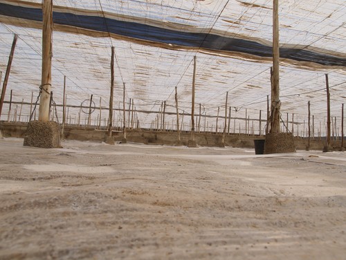 La UAL coordina un proyecto de biotecnología contra los desechos de plástico agrícolas