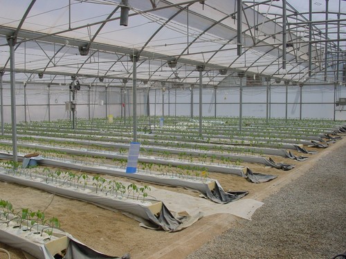  Agricultura autoriza nuevos pagos a jóvenes agricultores y para la modernización de explotaciones por 1,2 millones de euros