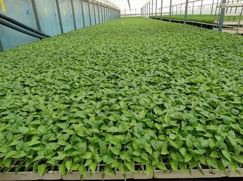 Semilleros Laimund combina experiencia e innovación para seguir ofreciendo el mejor servicio al agricultor