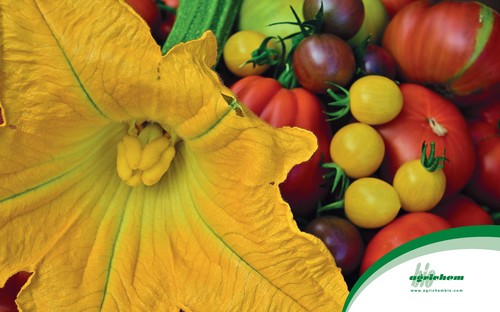 Polyversum®, más que un antibotrítico