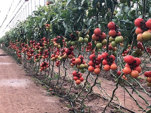Bateyo, Ventero y Laujar dan brillo al completo catálogo de tomate de Seminis
