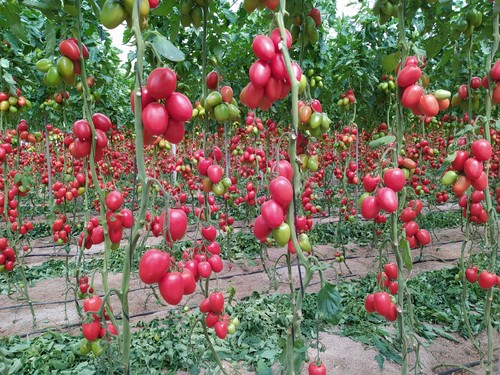 Manejo de hortícolas bajo producción ecológica