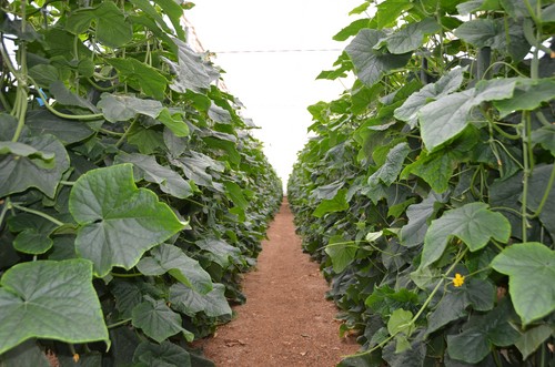 Pepino temprano de Rijk Zwaan:  una solución para cualquier problema