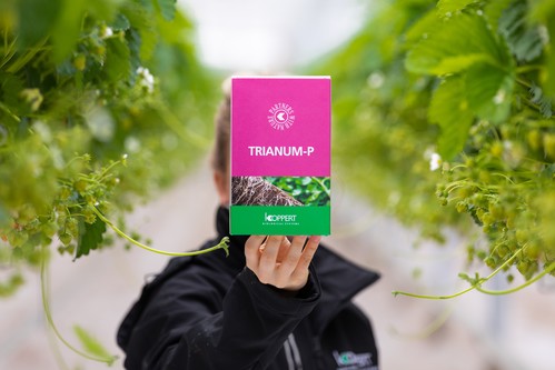 Aumenta el interés por utilizar Trianum® durante todo el ciclo de cultivo