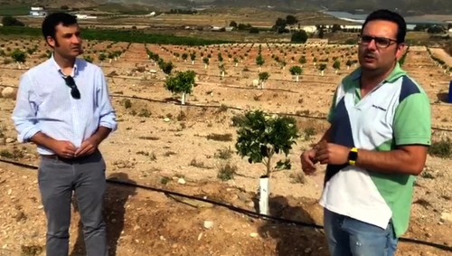 Nutrifluid IMPULSE y Profertil ayudan a recuperar una finca de pomelo afectada por el pedrisco