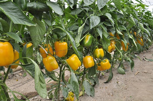 Ardanza y Tallante, referentes de Seminis  en pimiento California para Murcia