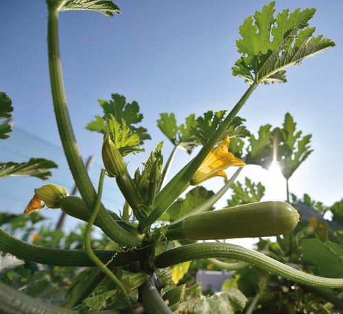 La gama de calabacín de alto rendimiento  y diversidad de Gautier Semillas
