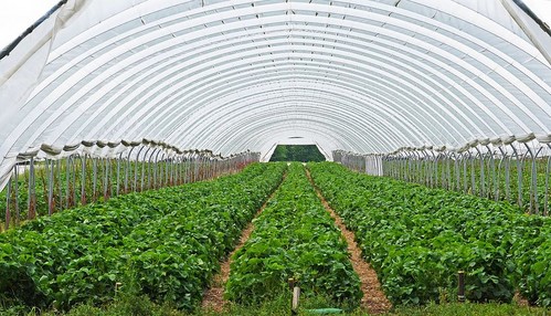 El Consejo de ministros aprueba la distribución de 388.667 euros a Andalucía para diferentes líneas de apoyo a los sectores agrícola y ganadero