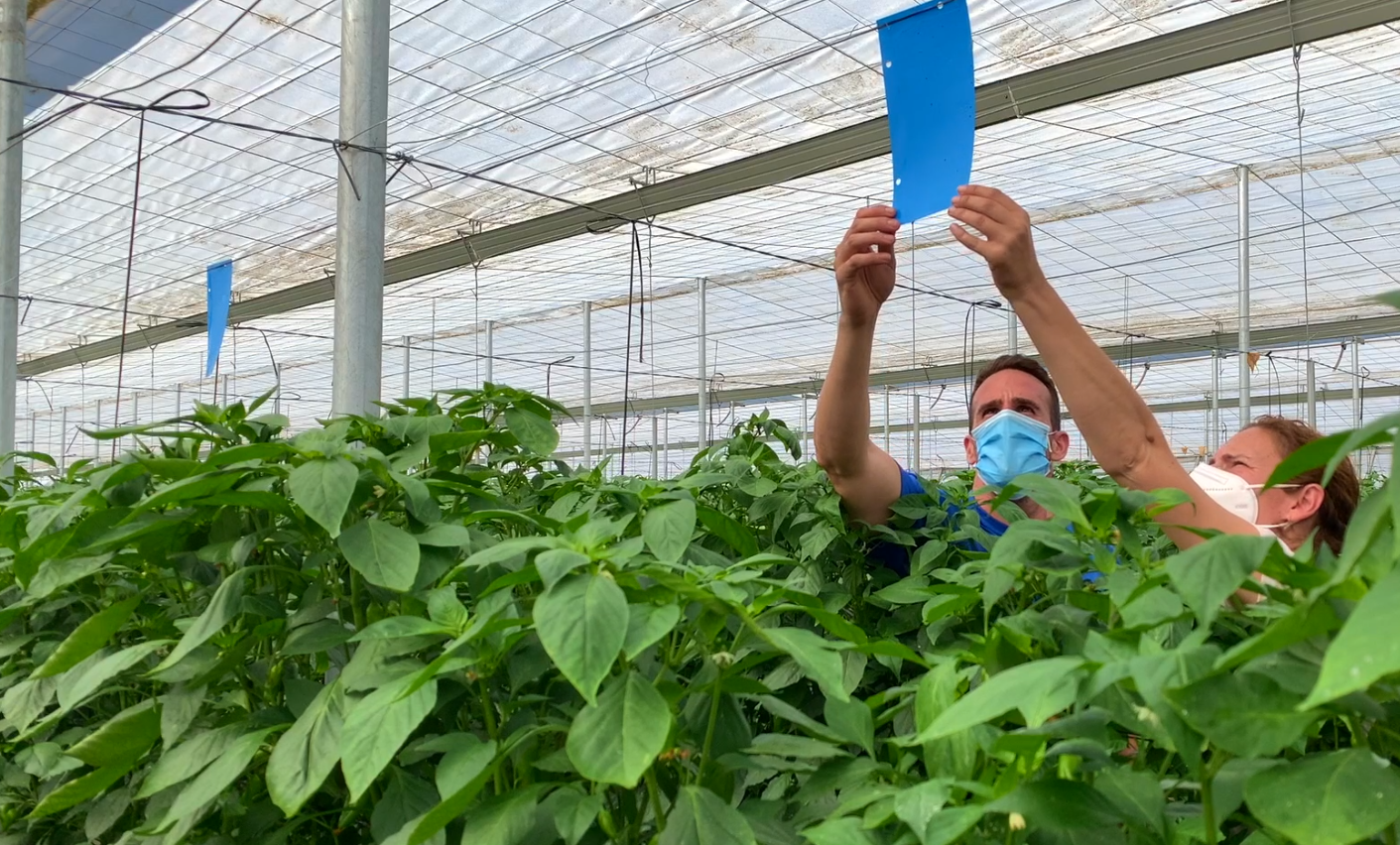 Koppert recomienda adaptar el control biológico de Trips en pimiento a las necesidades de cada finca