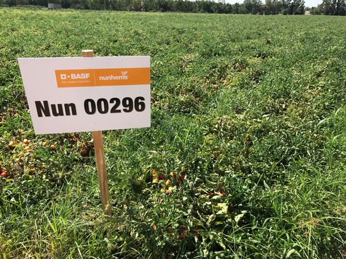 BASF mejora la producción, firmeza y Brix del tomate de industria