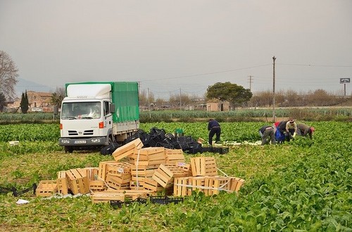 La Junta aprueba medidas para explotaciones con trabajadores temporales ante el Covid-19