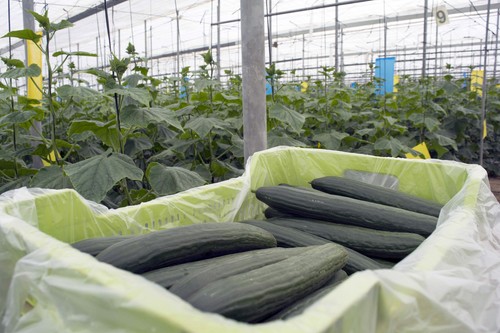 Pepino, calabacín y berenjena comienzan septiembre con buenas cotizaciones