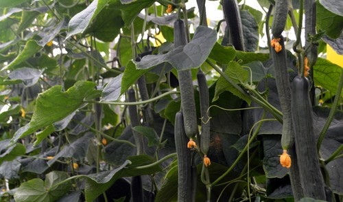 Tejo, Bambú y Caobado aportan las ventajas de la genética SmartQ al segmento de pepino holandés