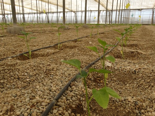 Agricultores de Adra y Níjar alertan de la falta de agua al inicio de campaña