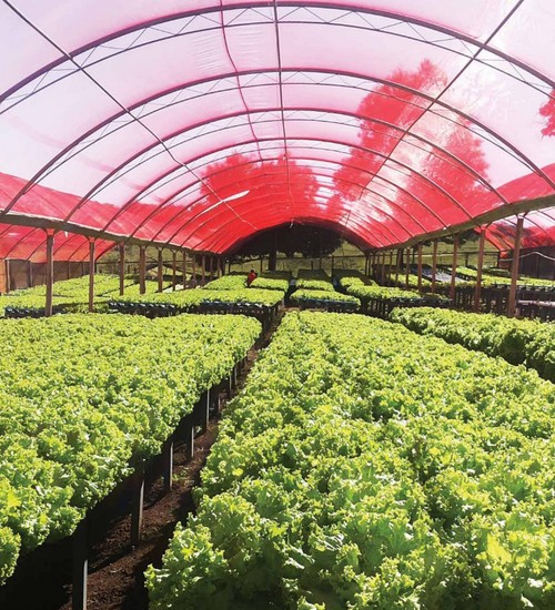 Ginegar cuenta con las cubiertas plásticas más avanzadas para mejorar la productividad y gestionar los recursos en los invernaderos