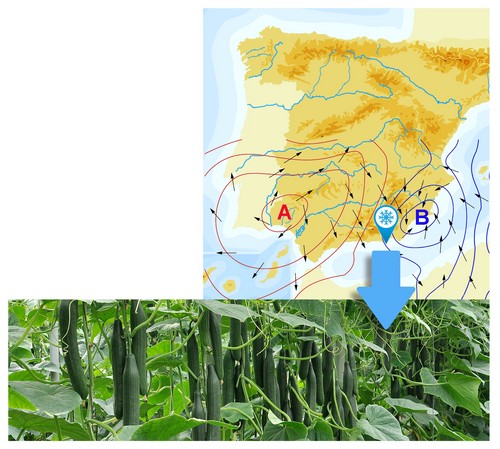 SV0091CE de Seminis, valor seguro con bajas temperaturas