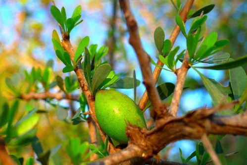 La UAL ensaya la obtención sostenible de aceite de argán como paso previo a su implantación como cultivo en Almería