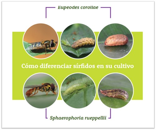 Biobest Sistemas S.L. lanza al mercado un nuevo sírfido para el control biológico de los pulgones que se desarrollan en los cultivos hortícolas