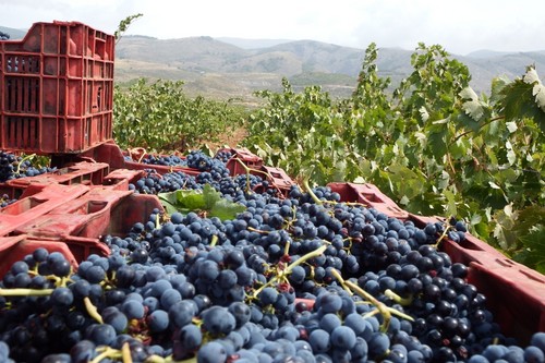 ASAJA prevé que la vendimia finalice con un 30-40% más de producción